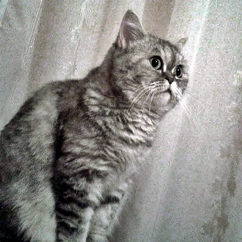 БРИТАНСКАЯ   КОРОТКОШЕРСТНАЯ   КОШКА - Анатолий Малобродский