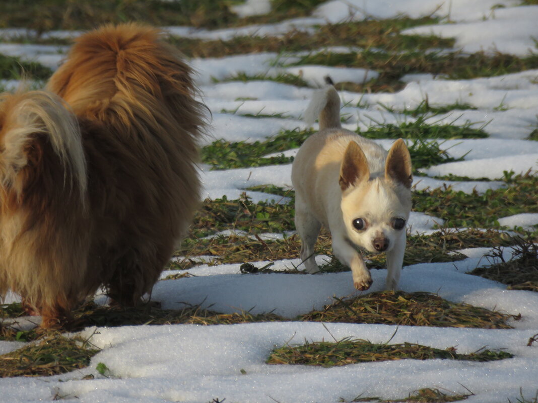 Масяня - Николай Я