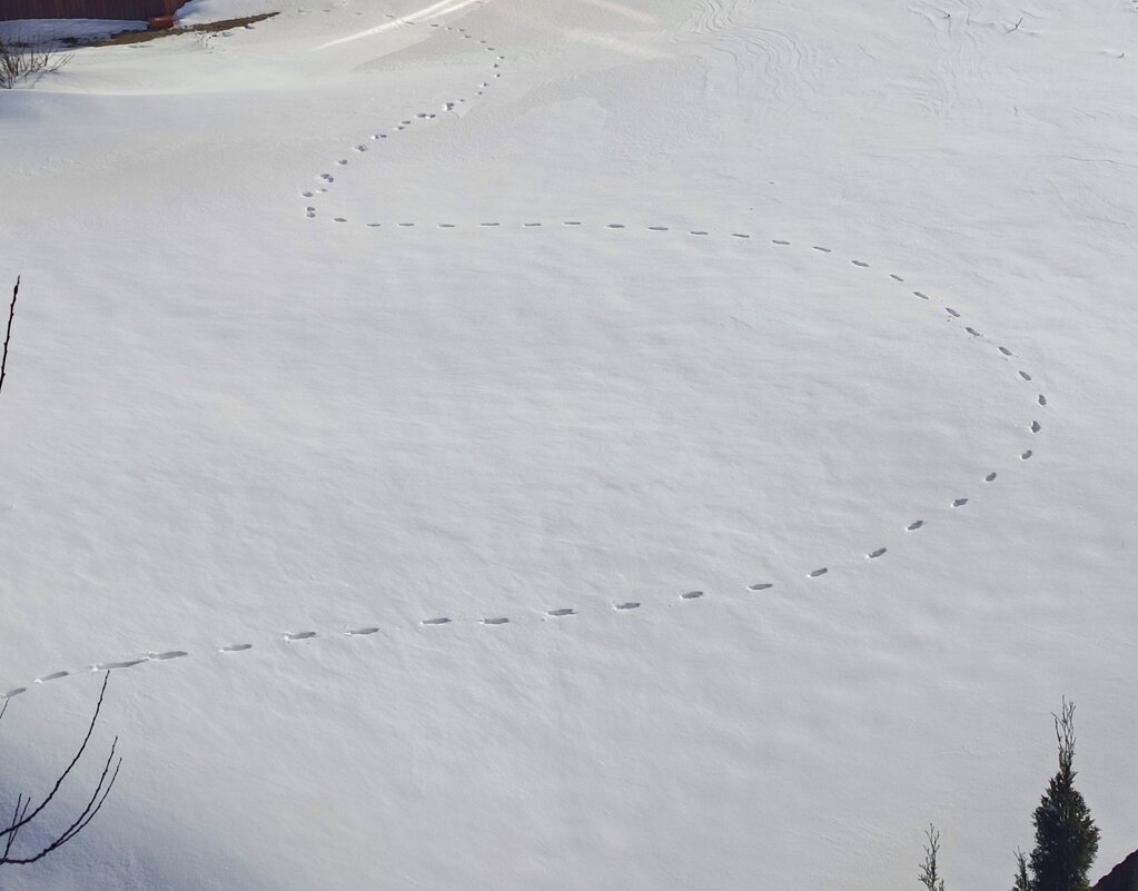 Тайные знаки - константин 