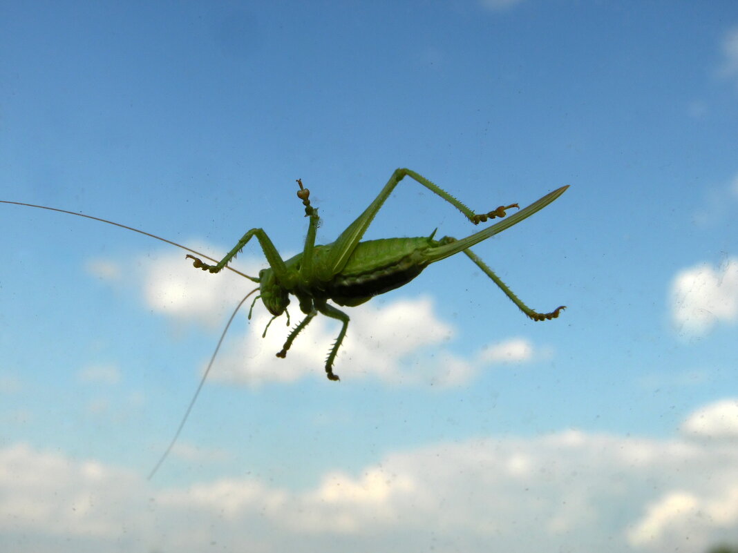 Все за мной ! - nadyasilyuk Вознюк