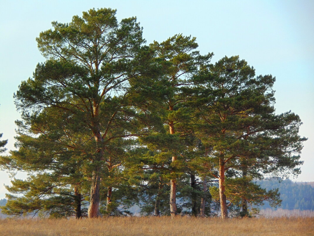 Про сибирские сосны. - nadyasilyuk Вознюк