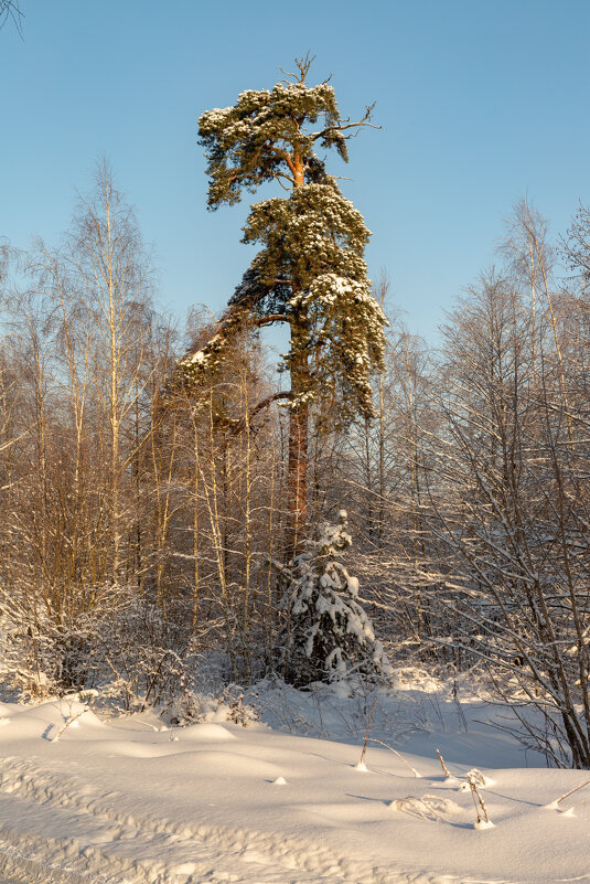 По Шишкину. - Сергей Татаринов