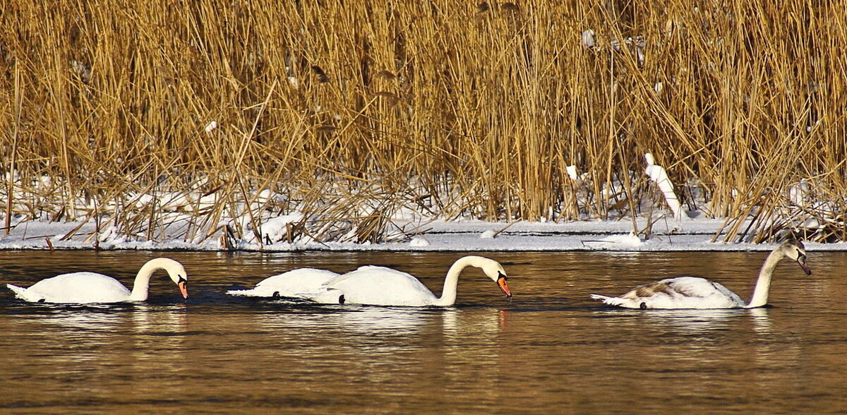 ...лебеди в феврале... - Александр Герасенков