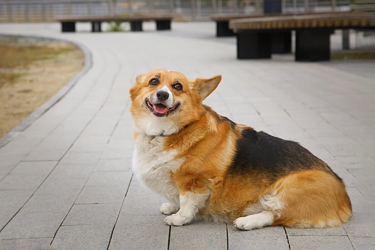 Корги - Дарья Шуклина