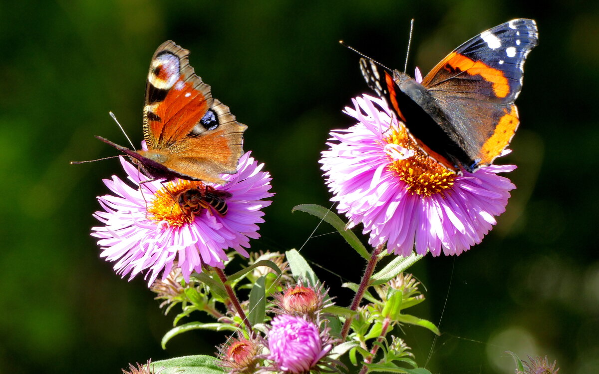 опять про бабочек...406 - Александр Прокудин