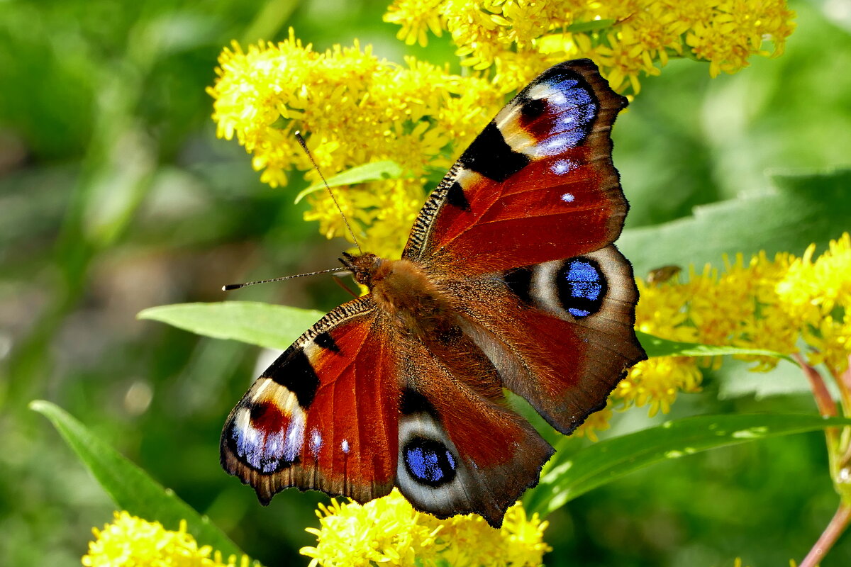 опять про бабочек...409 - Александр Прокудин