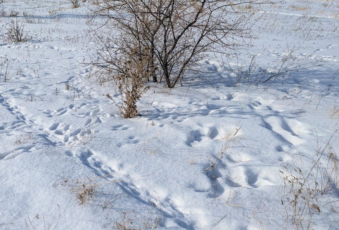 Следы на снегу - Андрей Хлопонин
