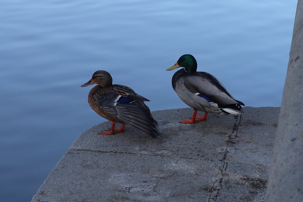 Утиная история - Дмитрий И_