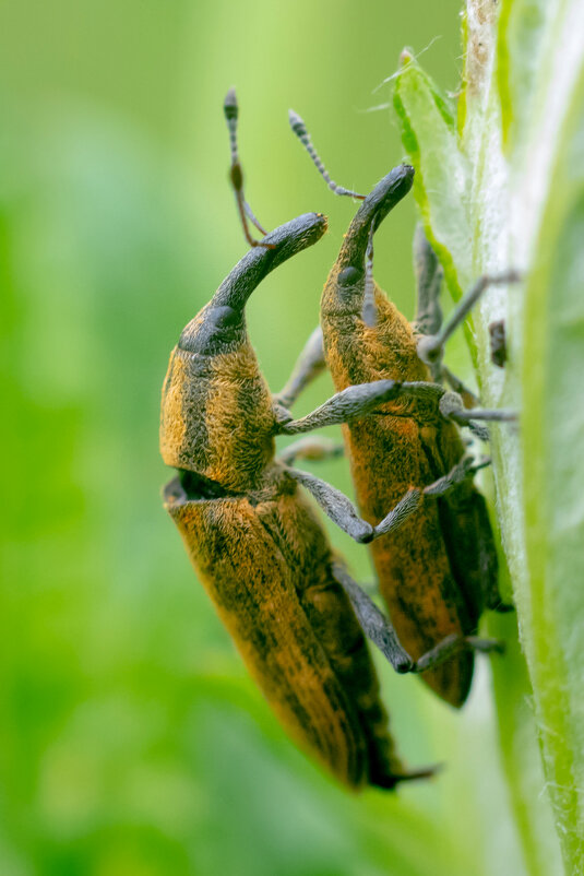 Долгоносики - Владимир Лазарев