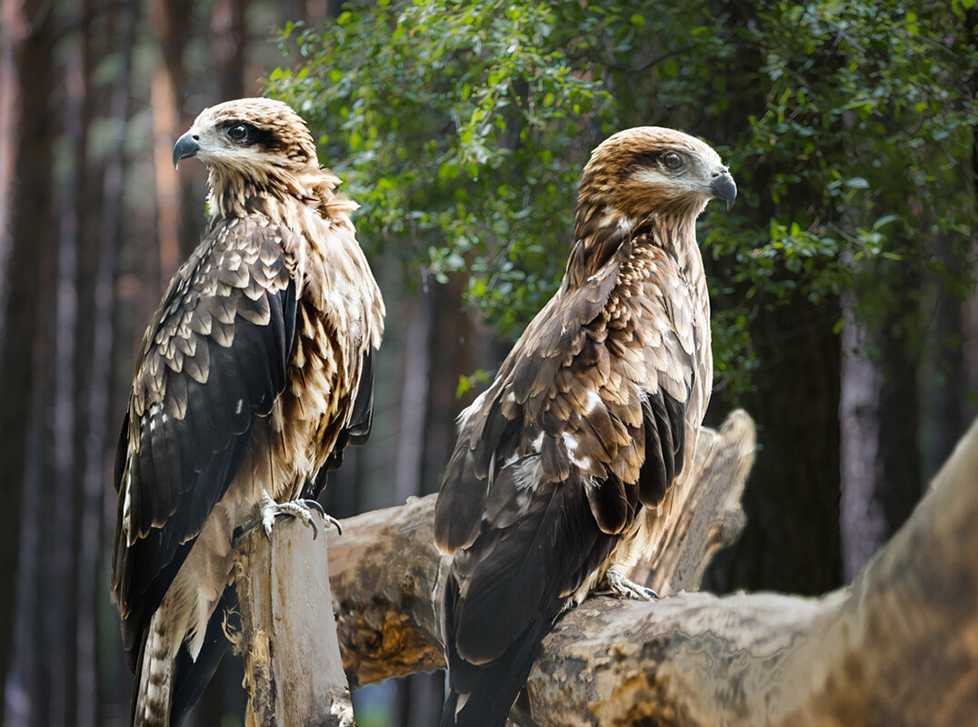 Коршун - SanSan 