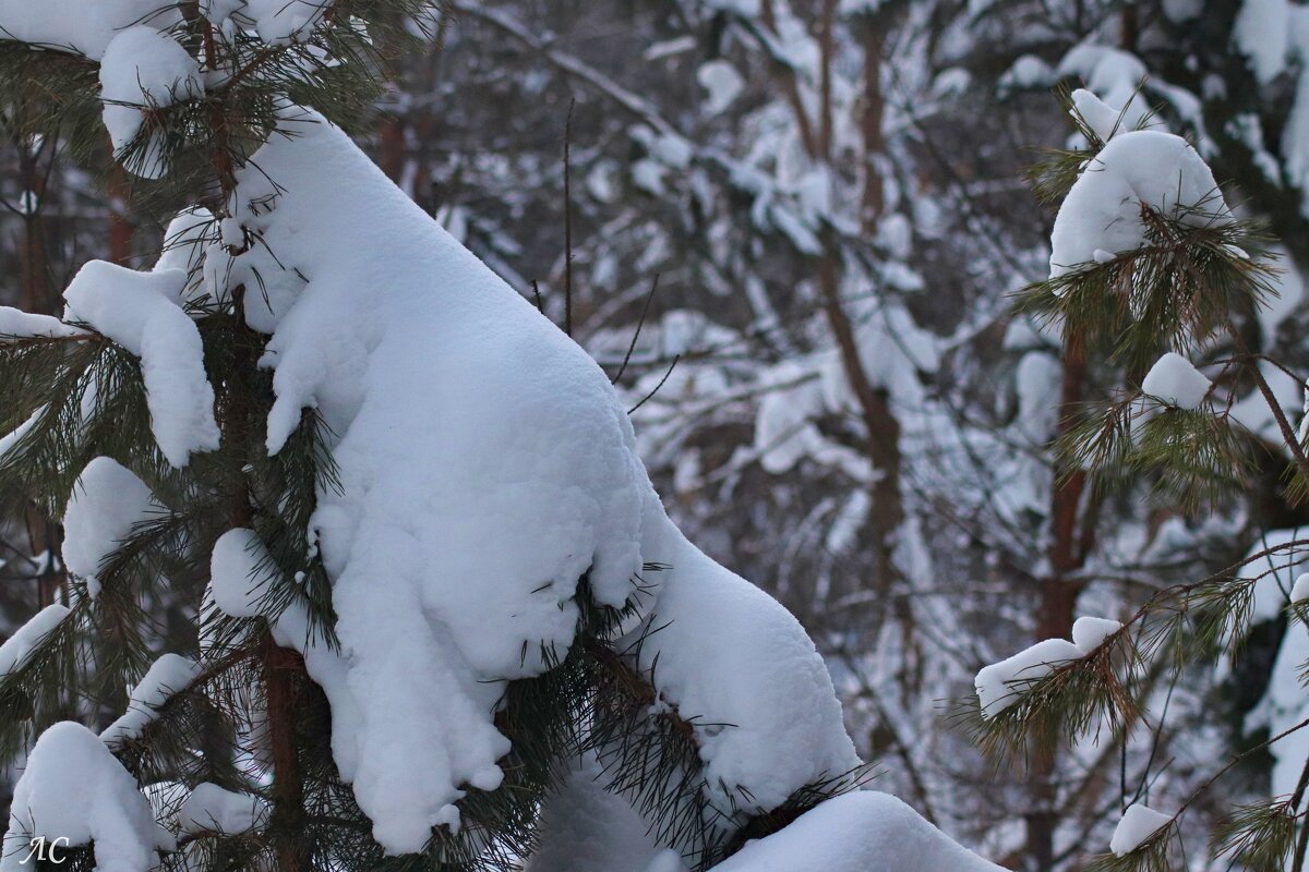 Тяжела снежная шапка - Любовь Сахарова