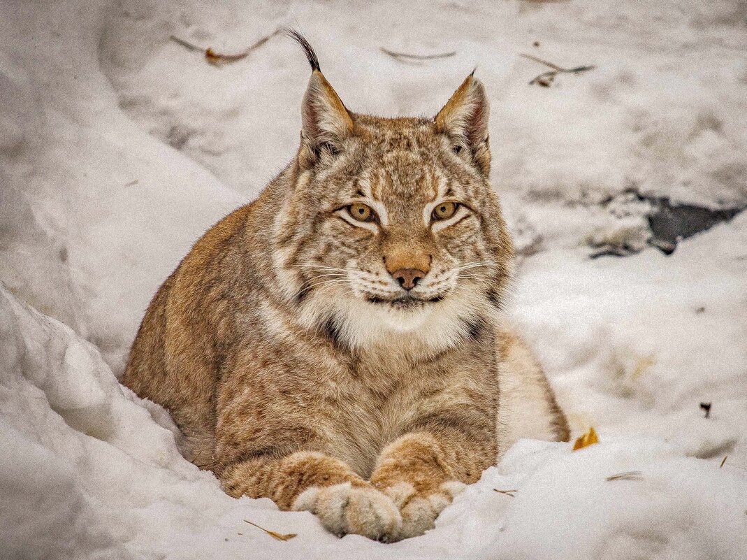 сибирская рысь - Аркадий Лаптенко
