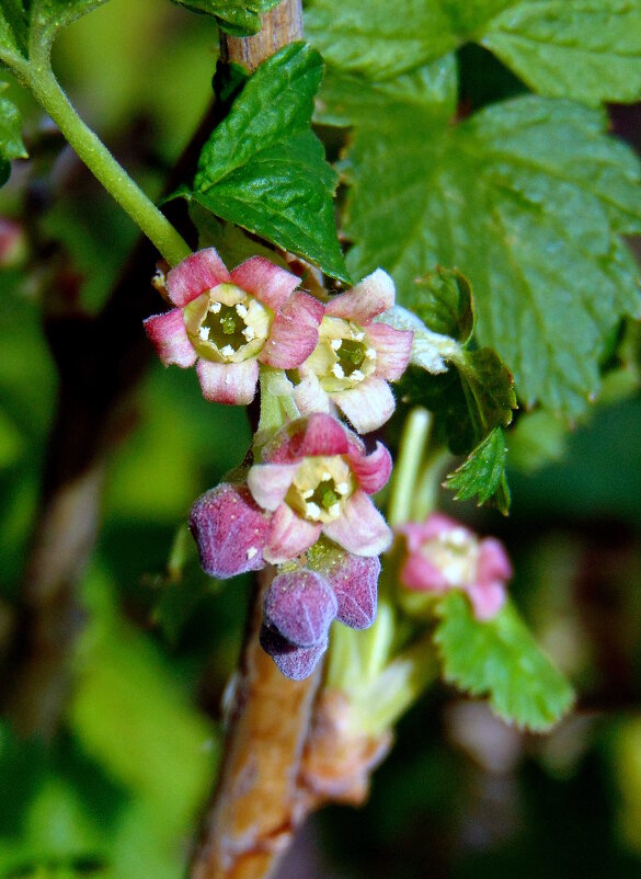 Смородины цветочки. - nadyasilyuk Вознюк