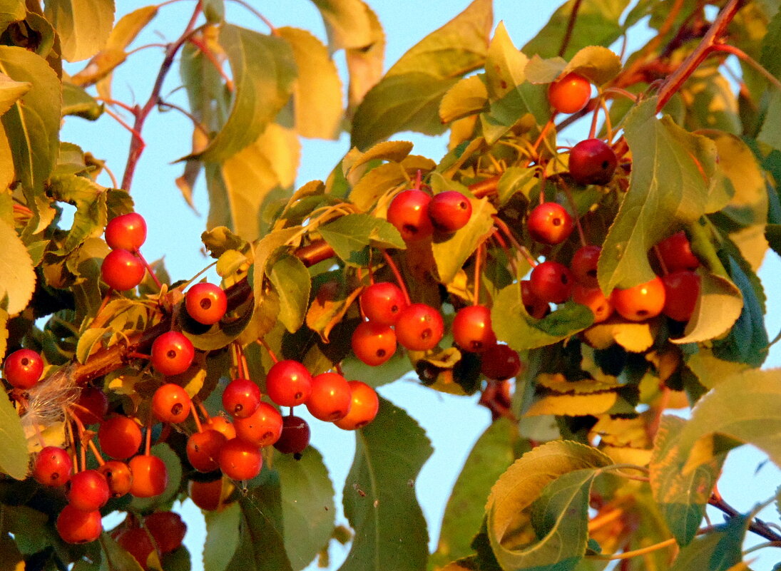 Ранеточки. - nadyasilyuk Вознюк