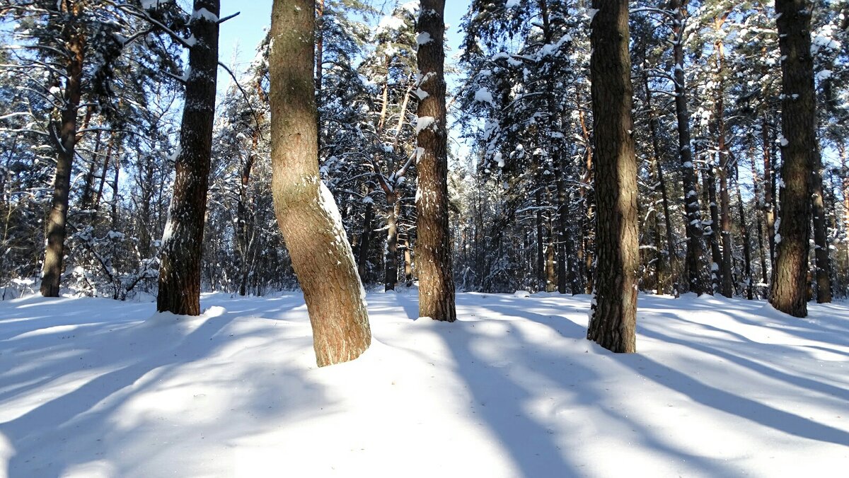 Свет и тени зимнего леса. - Милешкин Владимир Алексеевич 