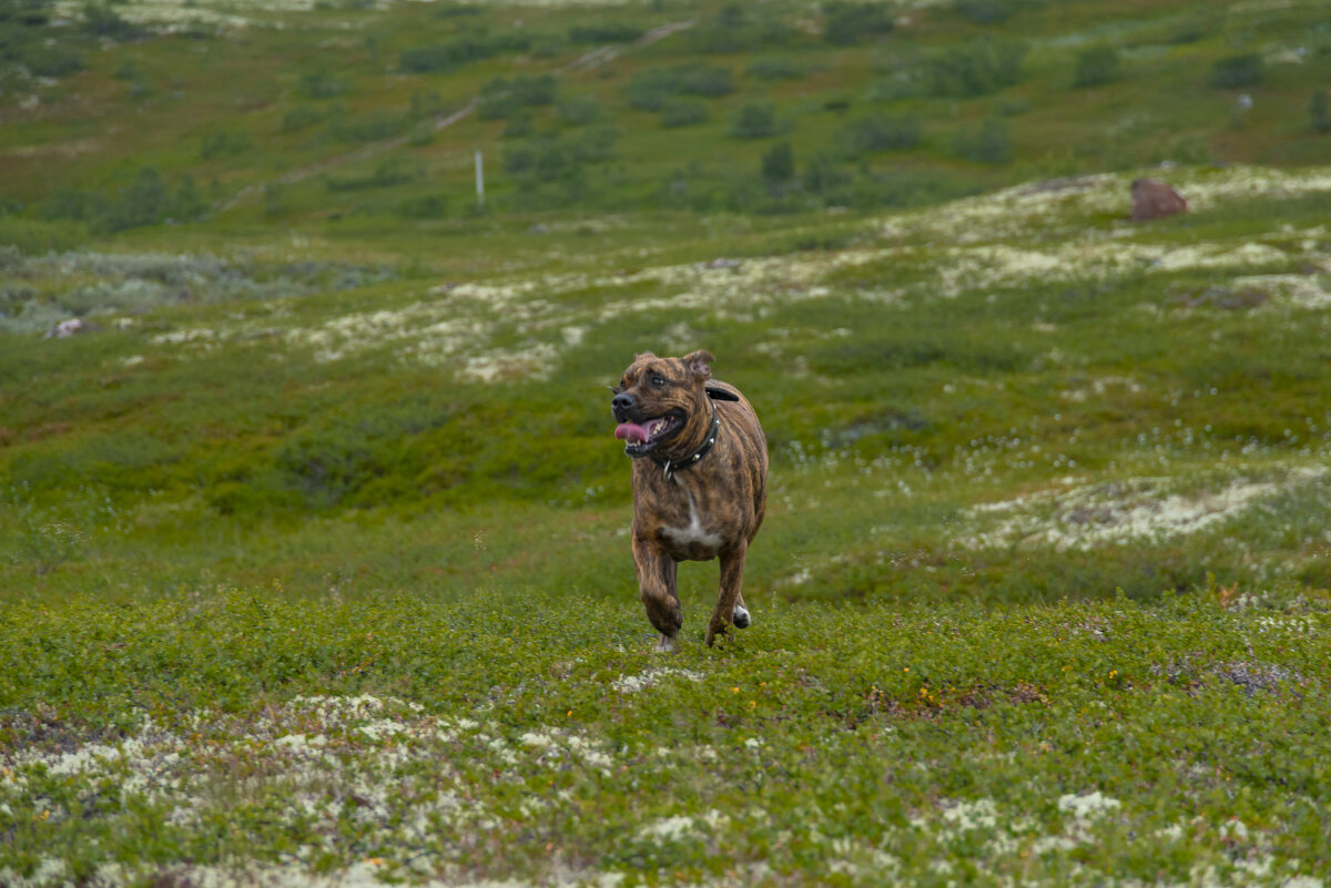На воле - Андрей C
