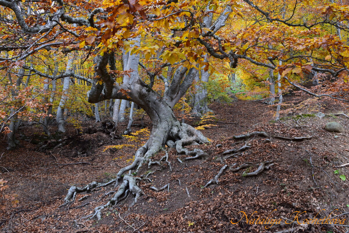 Природа Крыма - Amazing Cosmea
