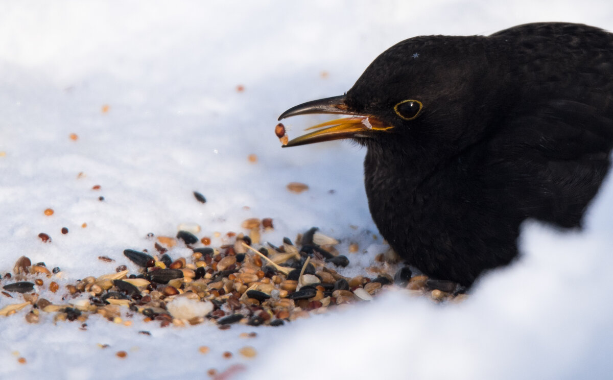 Черный дрозд - Владимир Безбородов