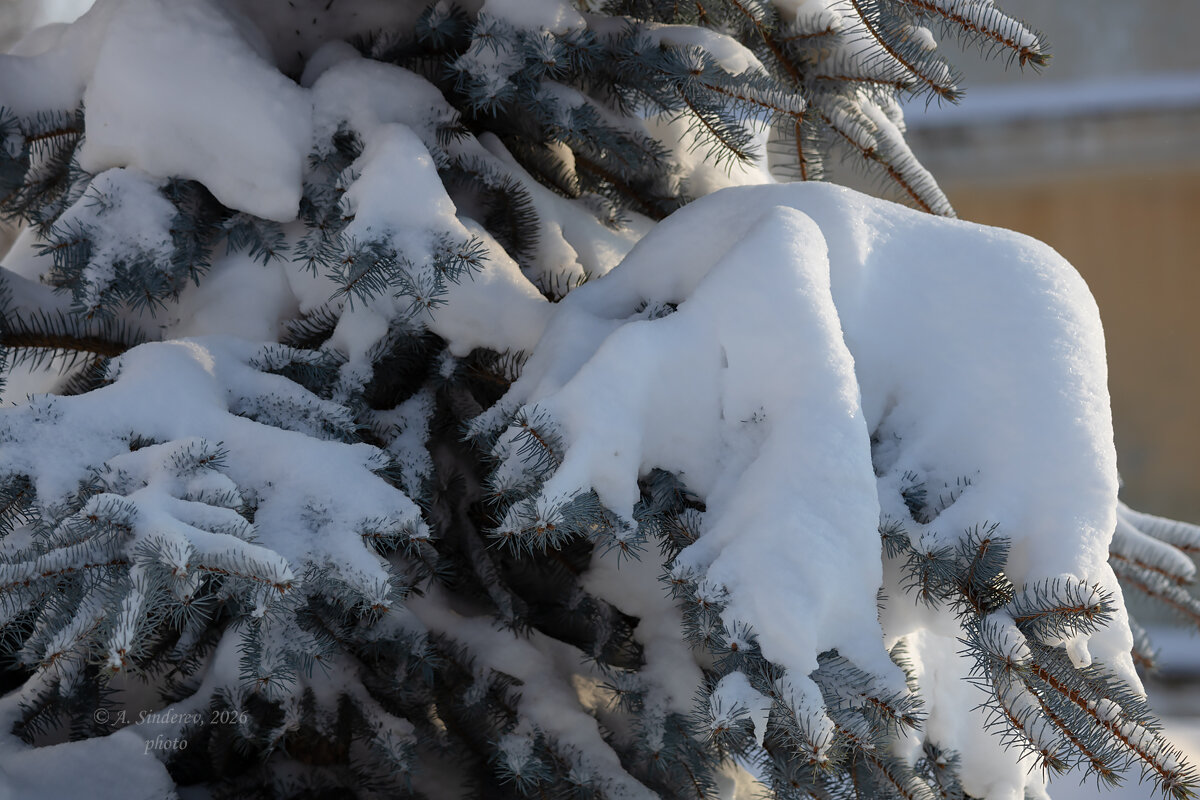 Ветка ели в снегу - Александр Синдерёв
