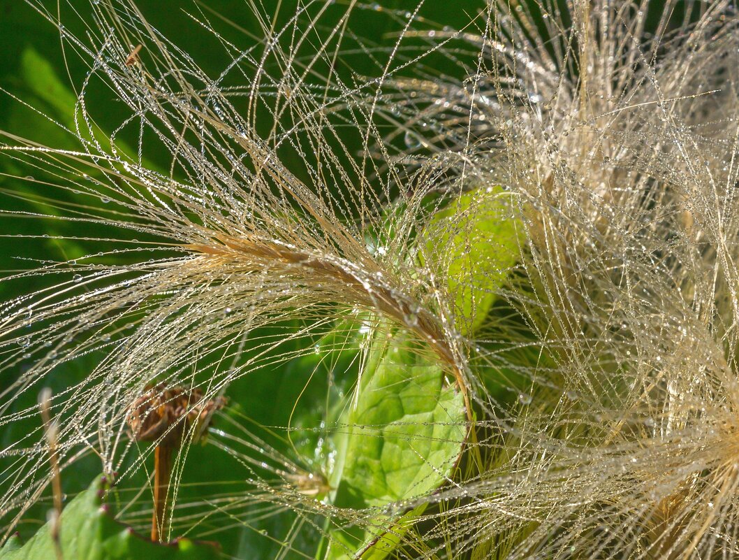 Краски лета. Утренняя роса. - Алексей Трухин