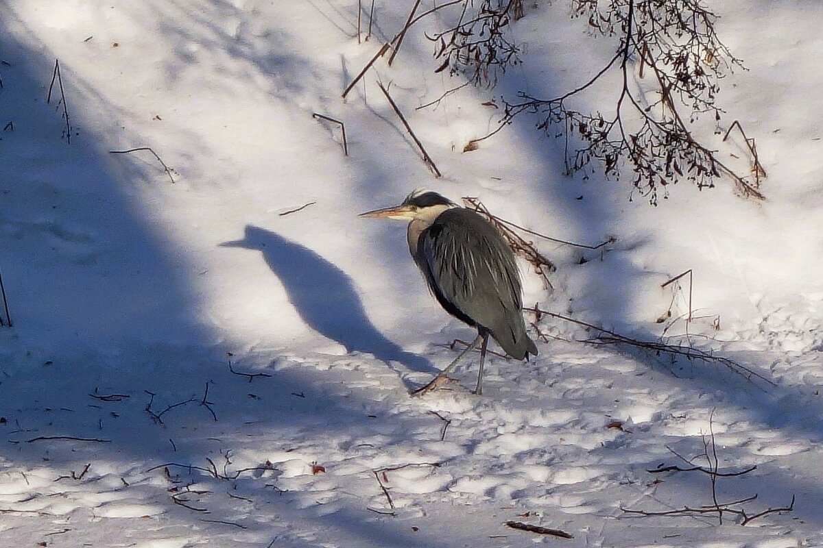 Цапли в городе - Рита Симонова