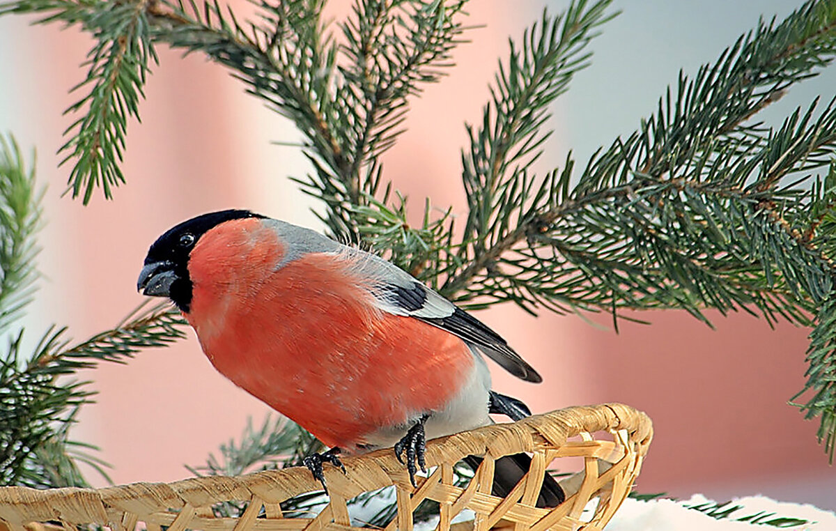 Зимние птицы - елена беликова