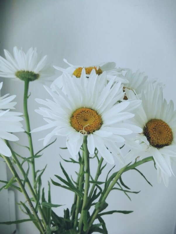 Ромашки - М С