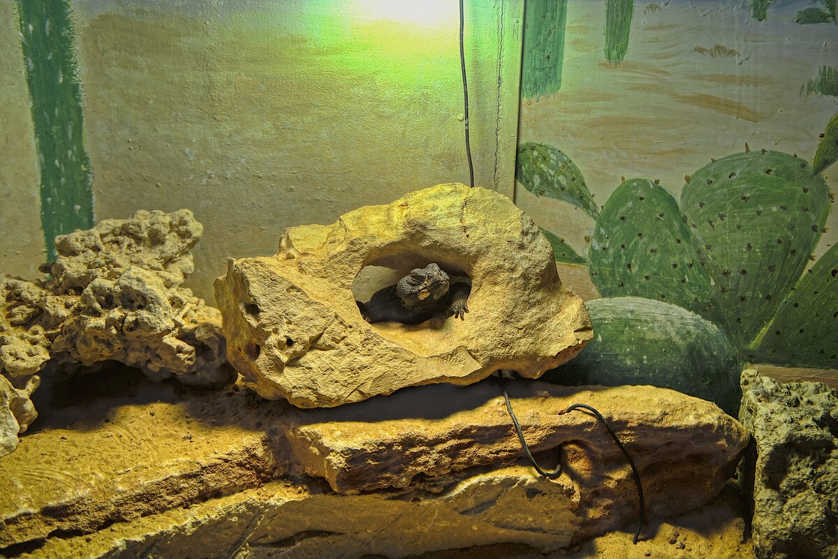 Хайфа *Зоопарк   ЖИВЕТ КАК  КОРОЛЕВА    *  02,02,2026г - ujgcvbif 