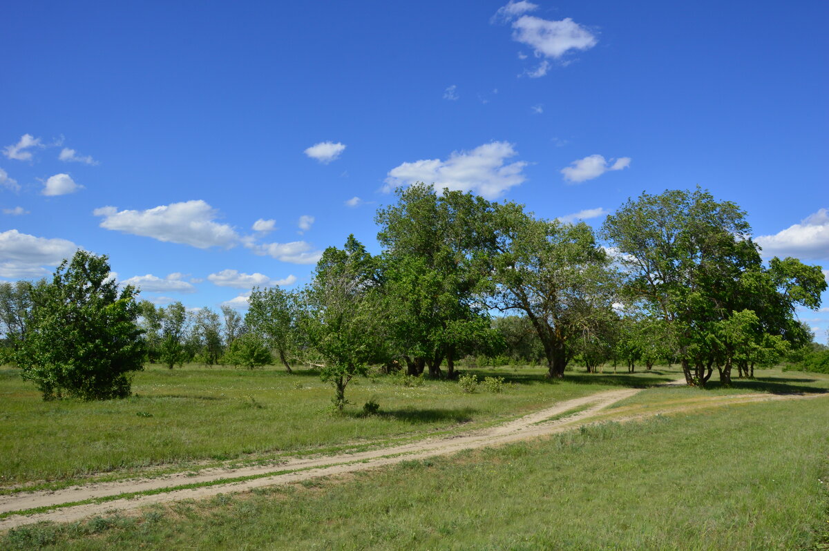 Донская степь. - Виктор 