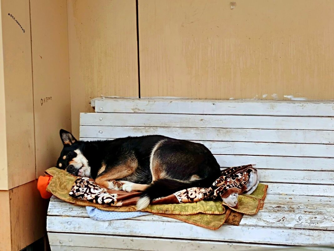 Сладкий сон на скамейки автобусной. - Михаил Столяров