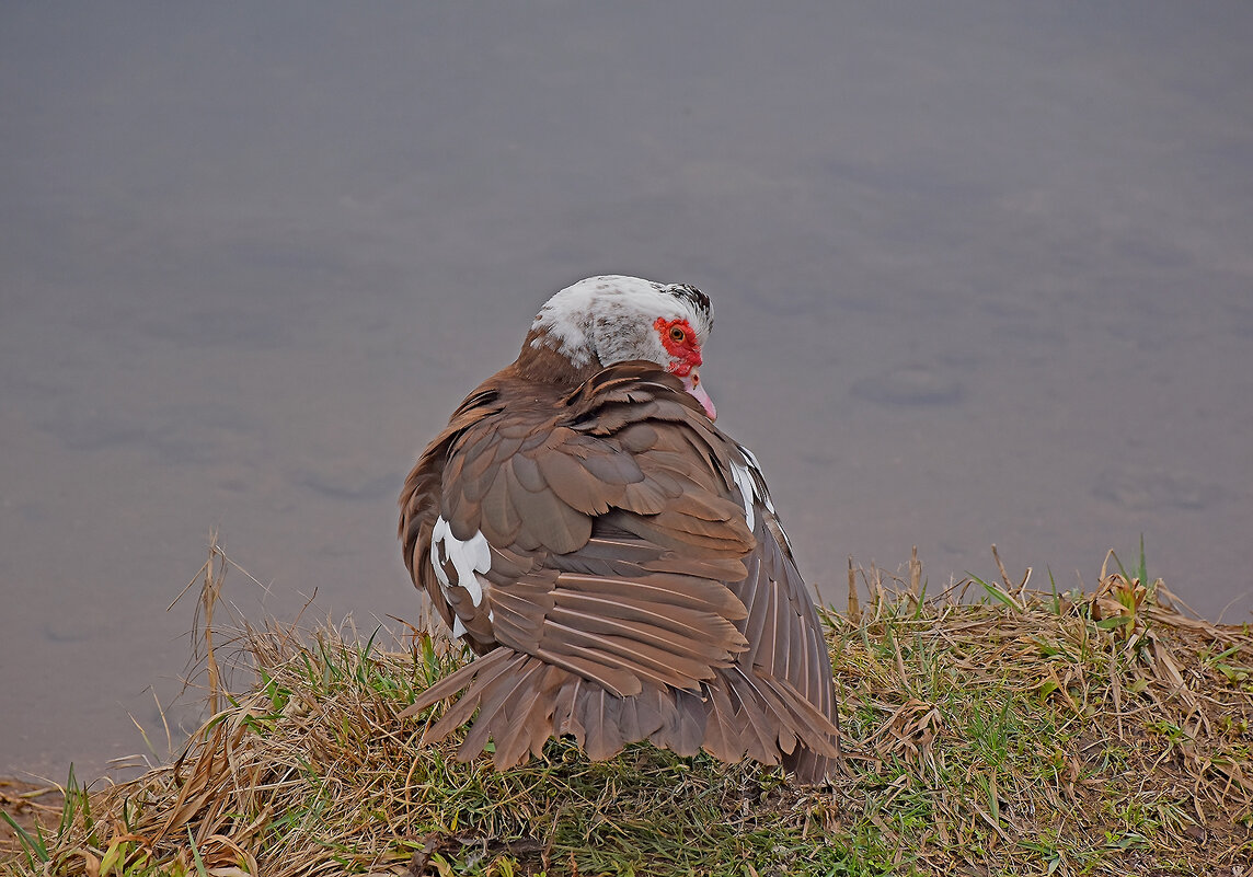 Я всё вижу! - Валентина  Нефёдова 