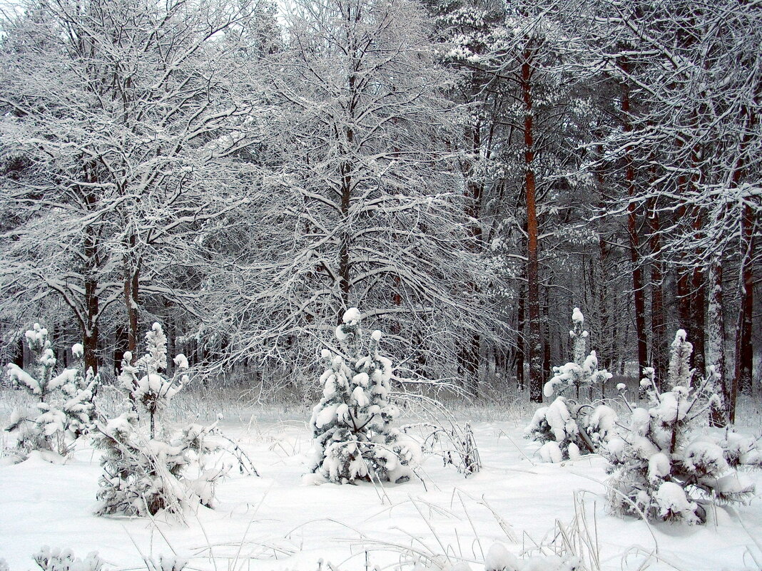 Ёлочный хоровод. - Лия ☼