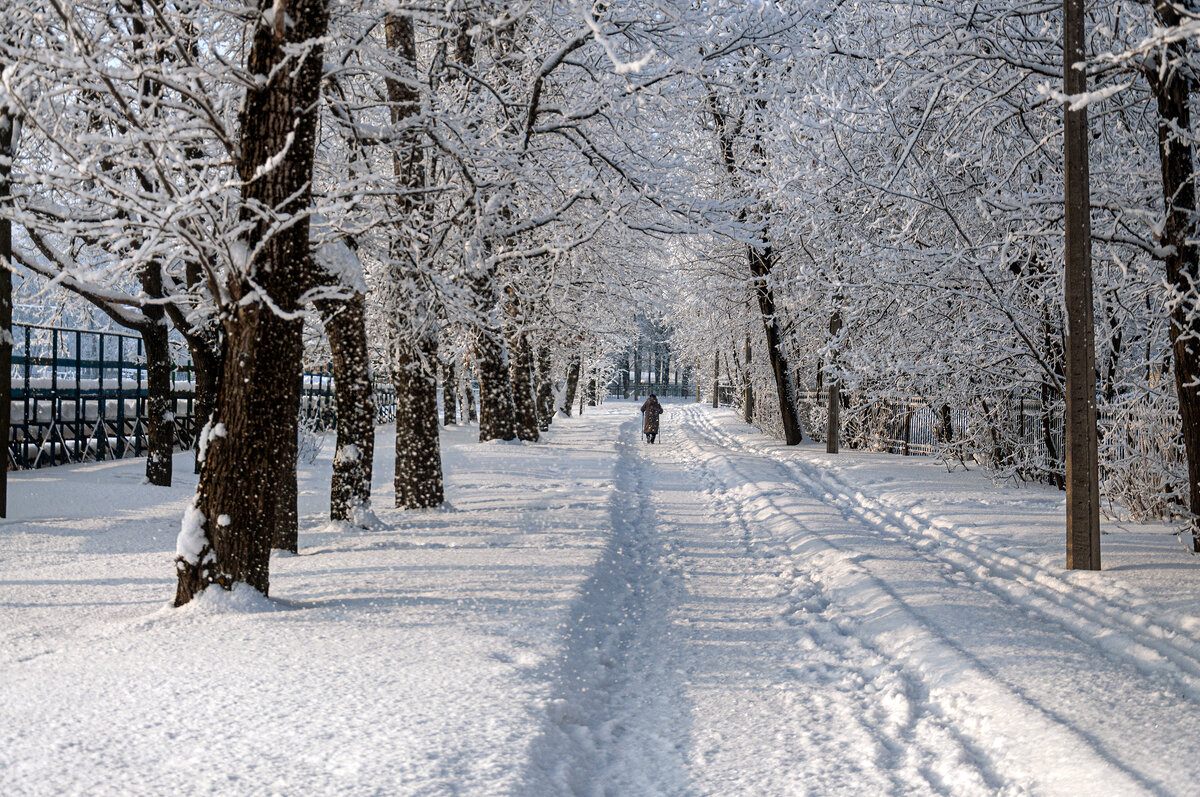 аллея - Александр Силинский