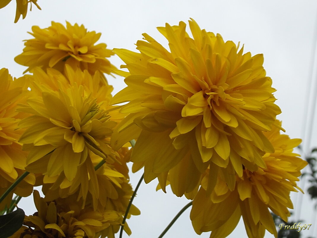 Золотые шары - Freddy 97