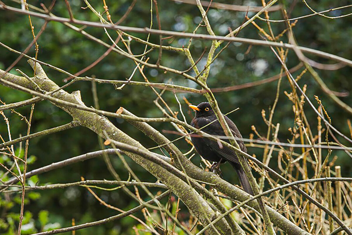 Скворец - Lucy Schneider 