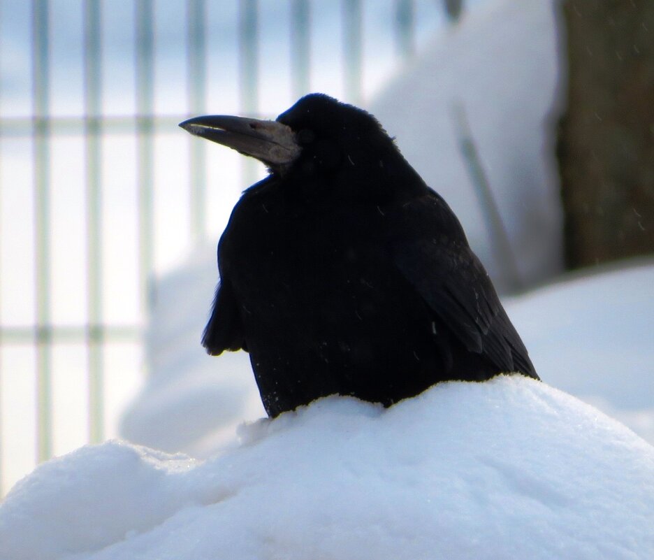 Сидя на сугробе - Андрей Снегерёв