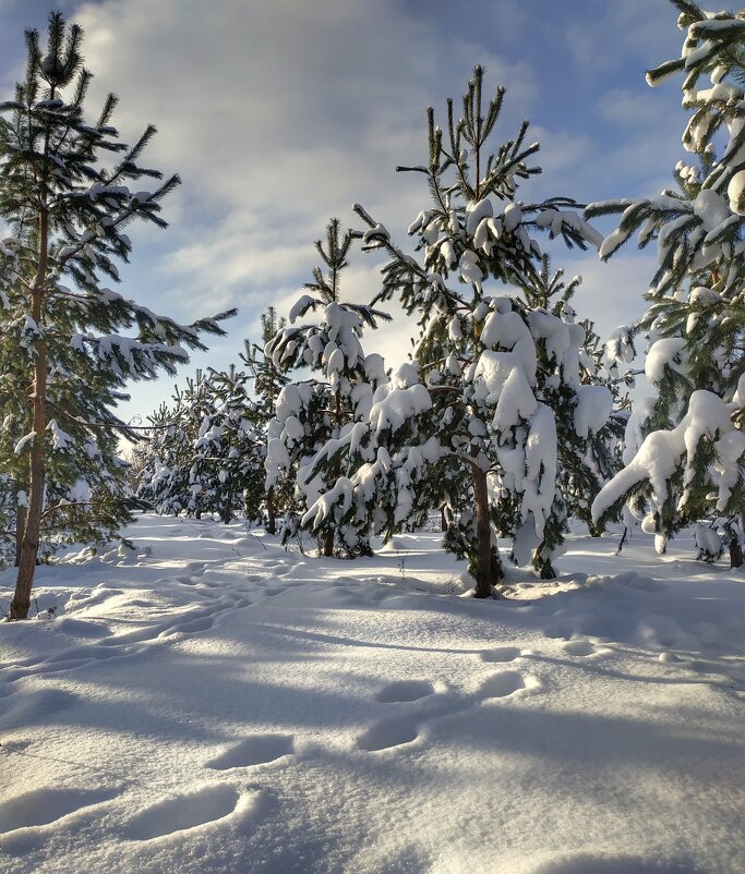 следы на снегу - Валентина. .