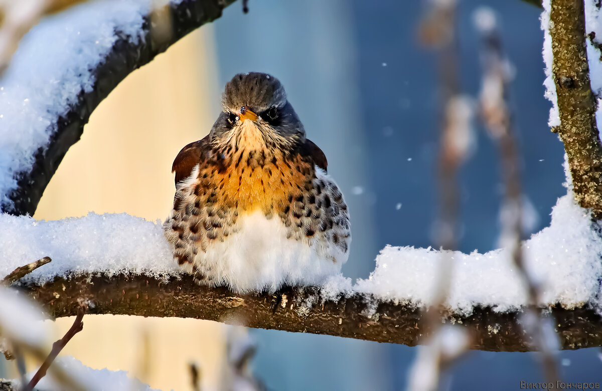 Дрозд  Рябинник - Laryan1 