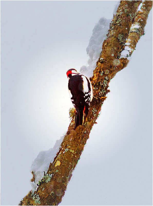 Санитар леса - Валентин Котляров