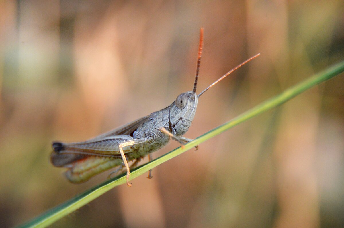 *** - Надежда Куркина 