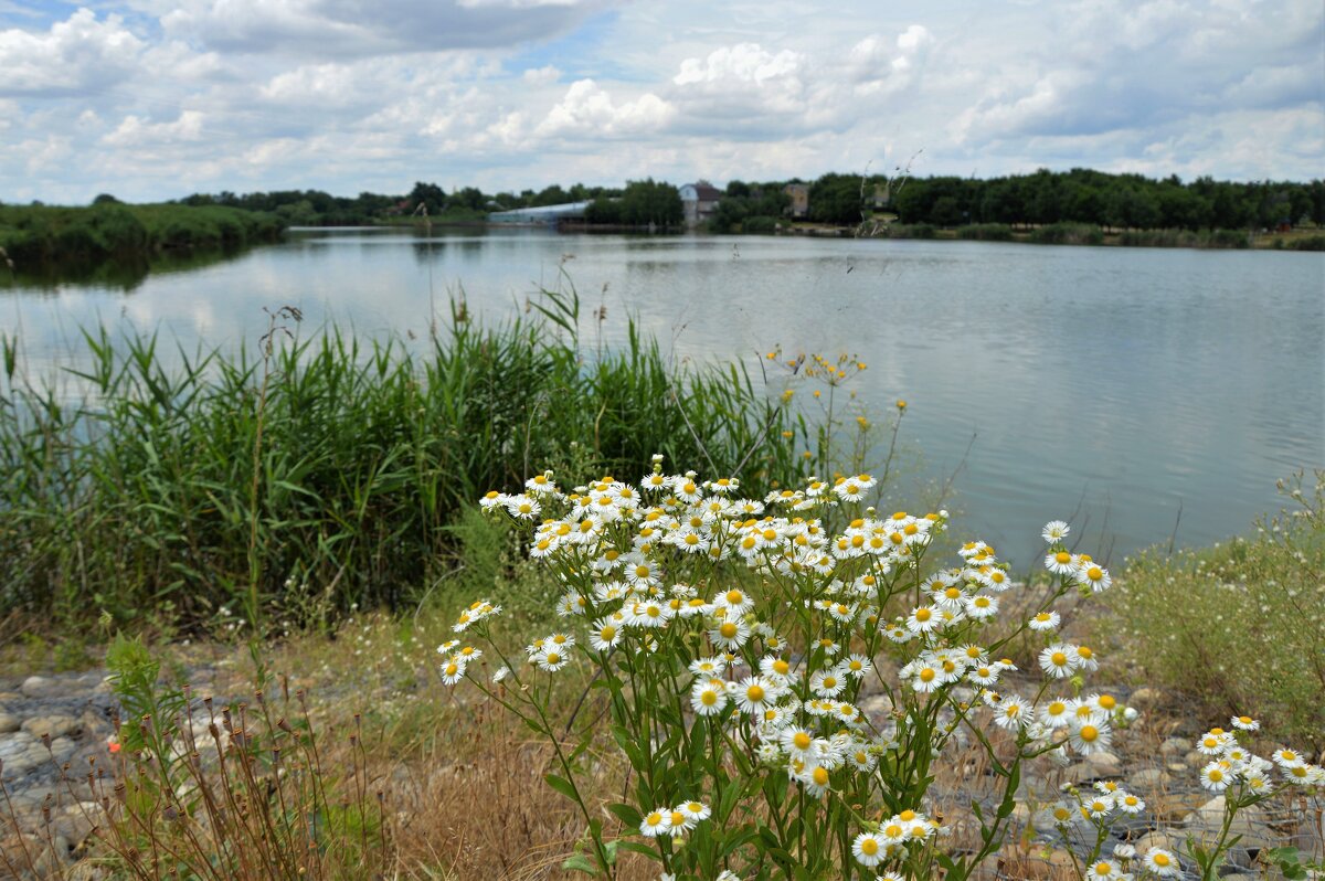 Летний день на пруду... - Надежда Куркина 