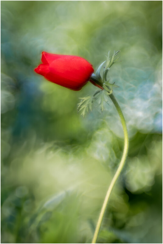 Ве́треница коро́нчатая (лат. Anemóne coronária) - Александр Григорьев