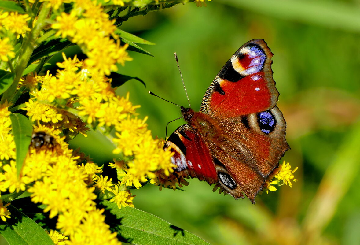 опять про бабочек...411 - Александр Прокудин