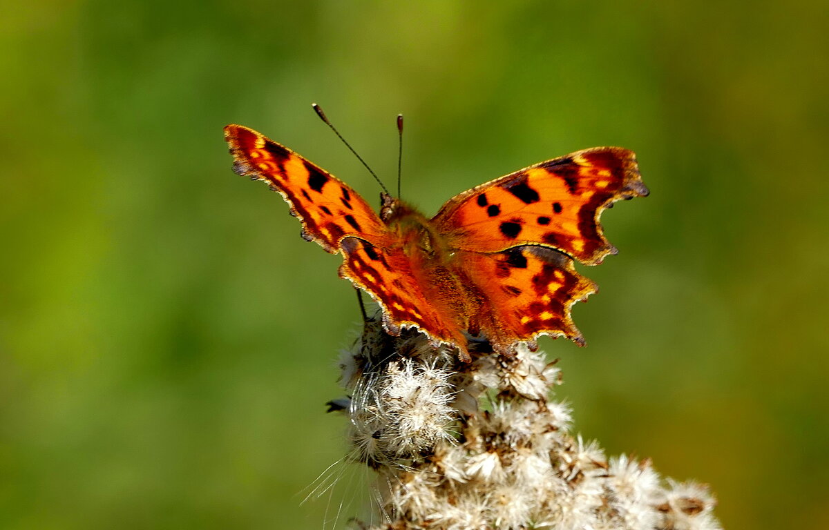 опять про бабочек...413 - Александр Прокудин