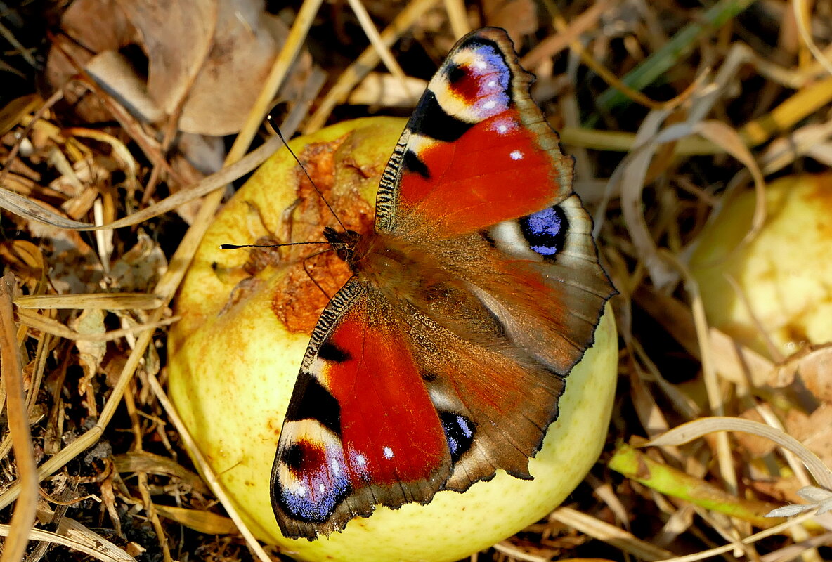опять про бабочек...415 - Александр Прокудин