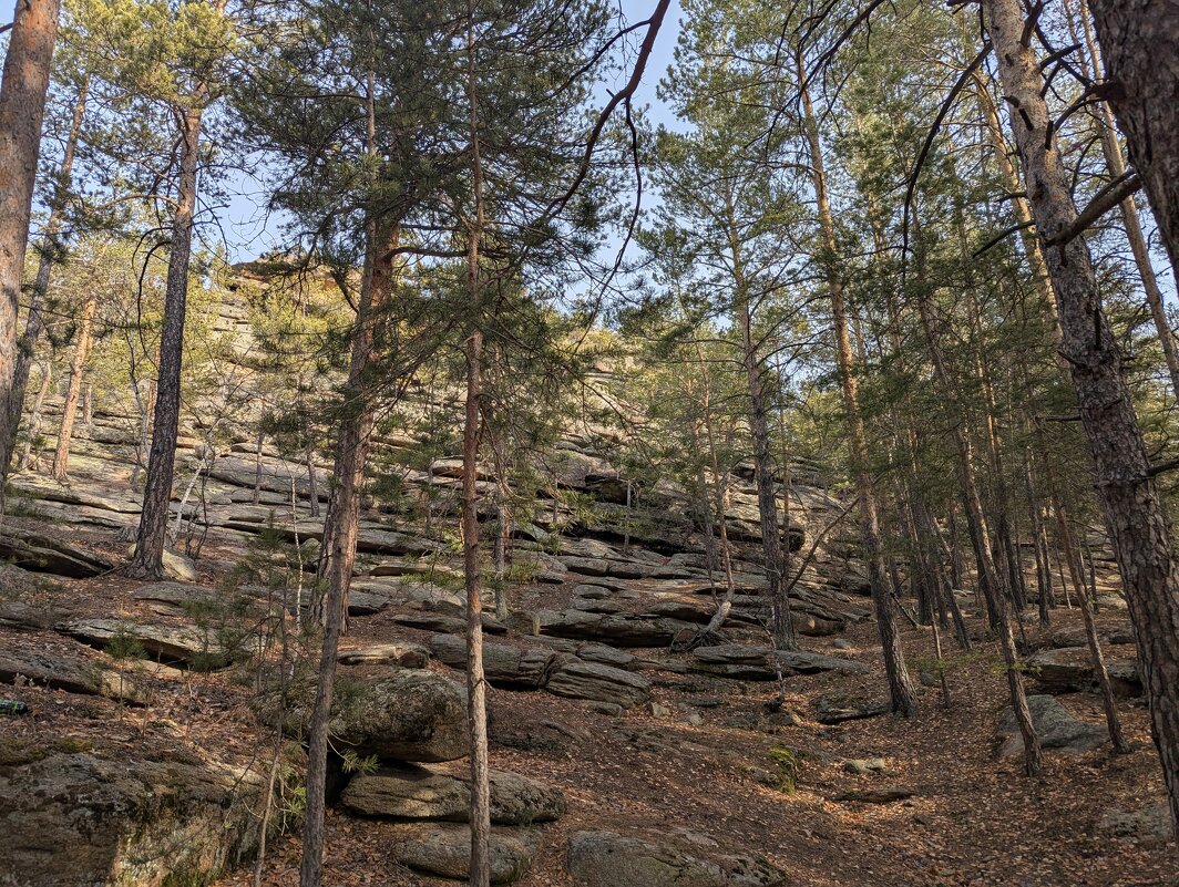Горные сосны - Андрей Хлопонин