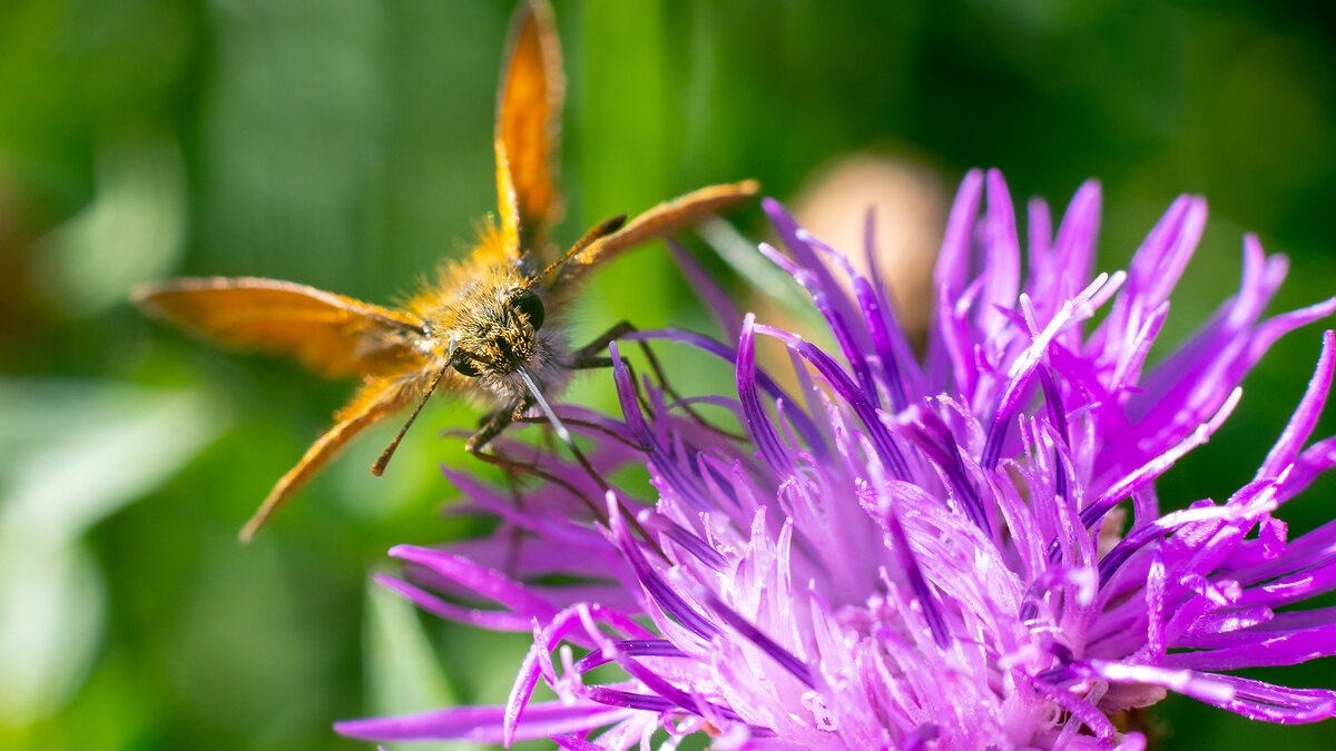 Бражник - Владимир Лазарев