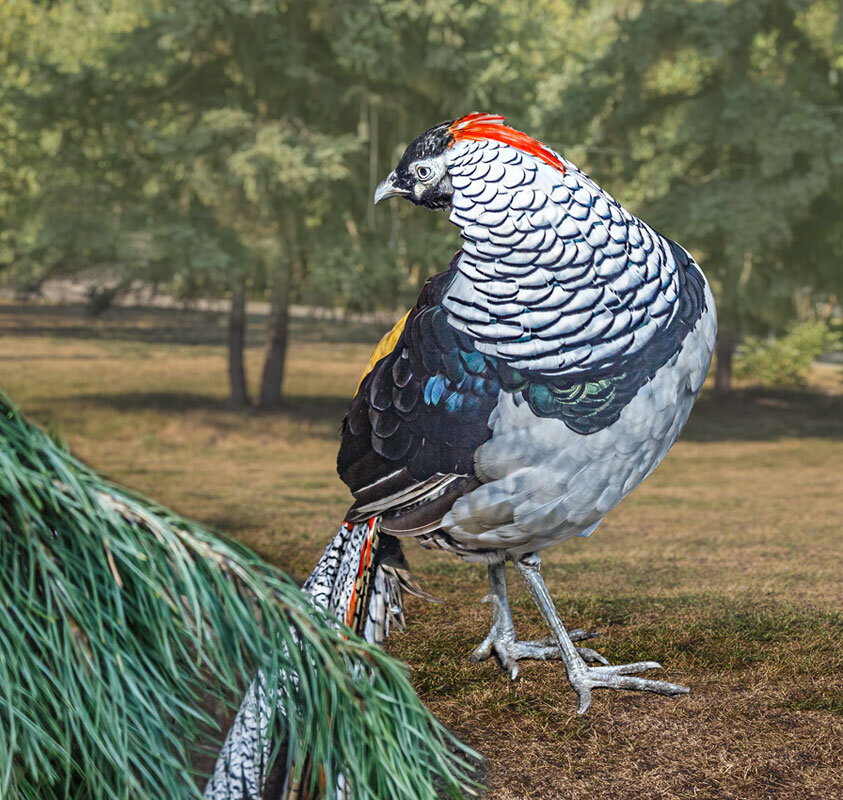 Алмазный фазан - SanSan 