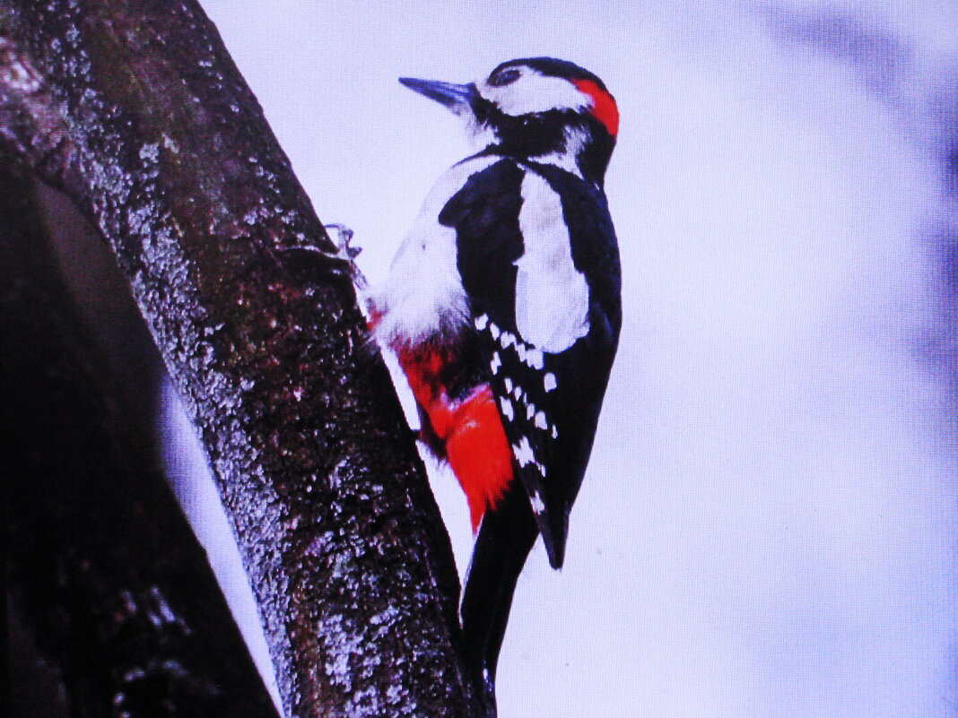 Вот и дятел прилетел - Людмила Смородинская