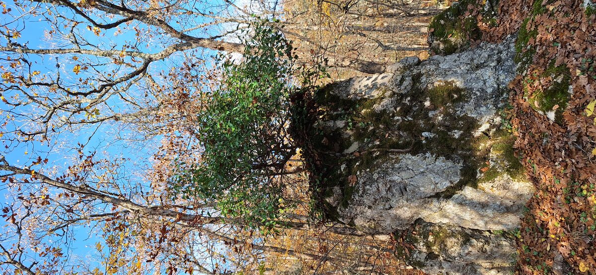 А вам слабо,на камне рости - олег 